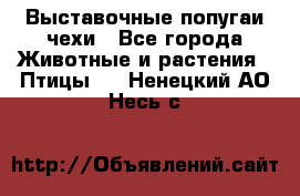 Выставочные попугаи чехи - Все города Животные и растения » Птицы   . Ненецкий АО,Несь с.